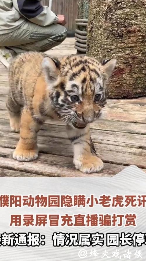 竟然是真的！动物园隐瞒小老虎死讯，用录屏冒充直播欺骗粉丝打赏！园长停职！